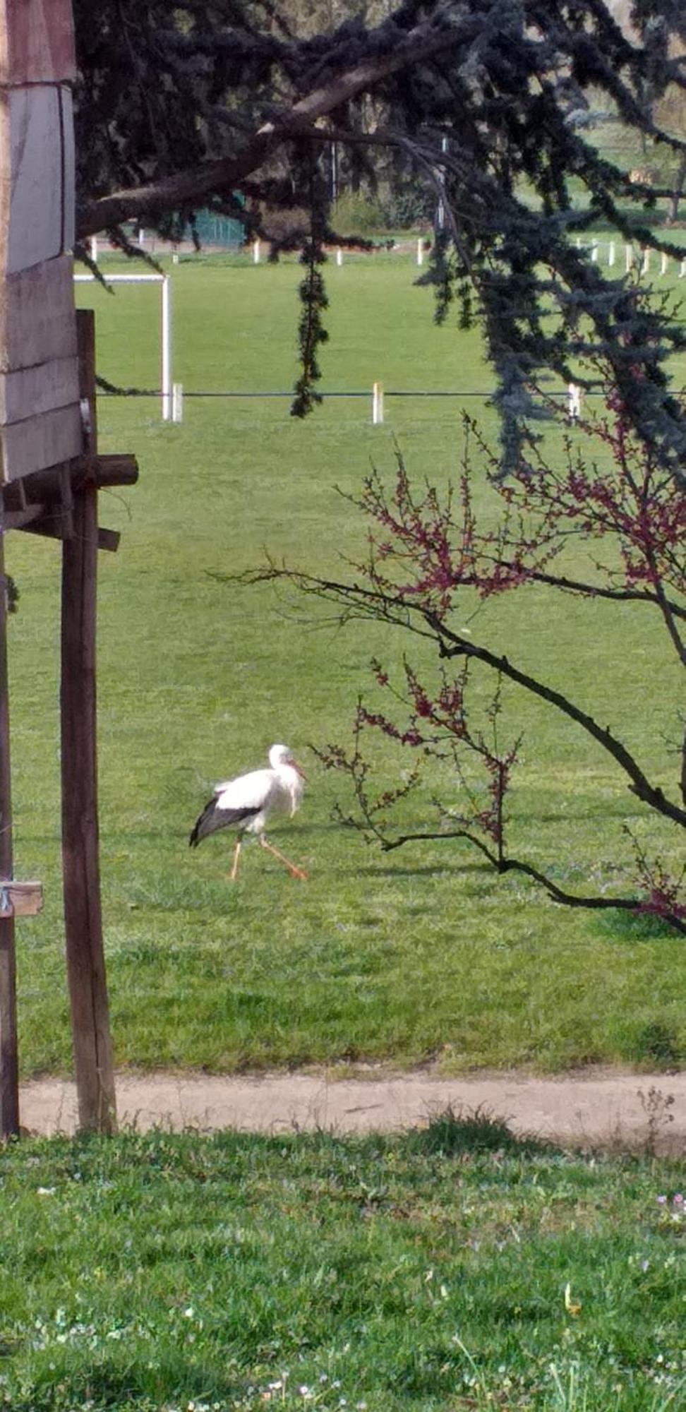 Gite Dans Vignoble Alsacien Westhalten Exterior foto